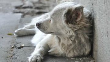 喂了8年的流浪狗被打死，爱狗业主挂横幅花圈“讨公道”