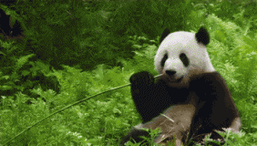 大陆赠台熊猫被传死亡系谣言 “团团”安好