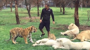 实拍老虎护主挺身拦截豹子 男子遭豹子背后偷袭