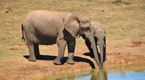 主人去世后 所养大象流着泪冲进葬礼现场跪拜