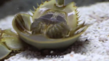 常吃这东西的注意了，种类千万要分清，不然分分钟中毒倒地！