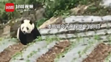 汶川大熊猫下山“逛街”