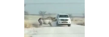 【拍客】恐怖！犀牛突然冲撞游客车辆一幕