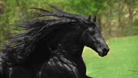 世界最帅马“长发飘飘” 配种一次3万元