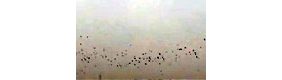 【拍客】千万只乌鸦满天 莫非世界要到了吗？