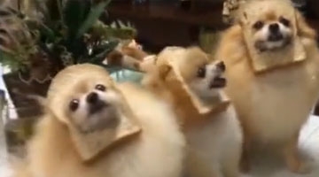 最遥远的距离莫过于吃的就在嘴边 却不知怎么下口