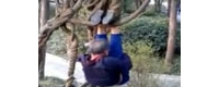 【拍客】八旬老人树藤上倒挂锻炼 太牛了