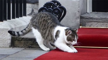 英国第一猫留任首相府 卡梅伦"下岗"特雷纱进驻