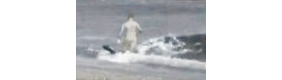 实拍男子海边遭虎鲸袭击生吞