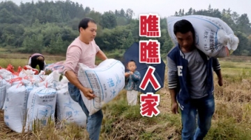 实拍湖南抢收稻谷，飞哥累得汗流浃背，却被老婆嘲笑肩不能扛