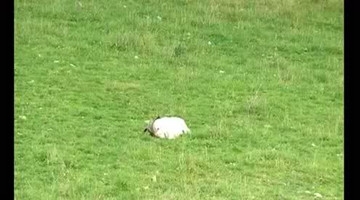 在超慢镜头下，一颗 子弹打中山羊的景象