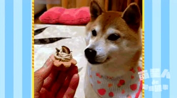 在萌萌哒吃货眼里，没有什么东西是不能吃的，看完真想养一只