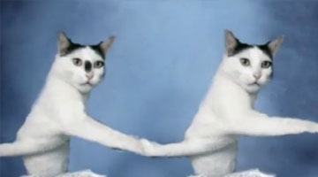 日本喵星人姿势销魂成网红 表情迷茫呆萌