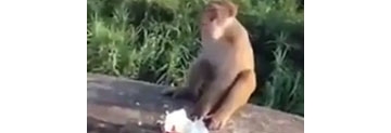 【拍客】实拍猴子讨食遭扔炮仗