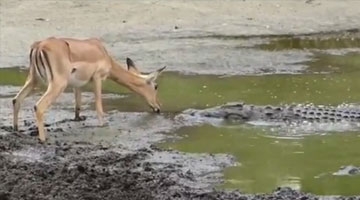 杀手出没！南非鳄鱼凶残猎杀羚羊场面震撼