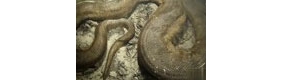 摄影师水下冒死拍摄8米巨蟒