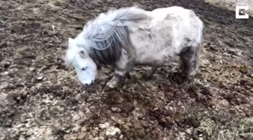 萌翻全场，会有两条小短腿跳舞的小马