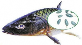 鱼的这部位千万别碰