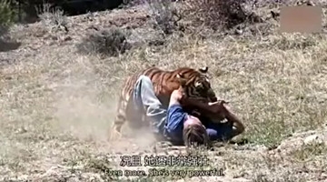 天下奇闻 人虎大战