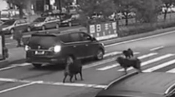 震惊！监拍落跑藏獒街头发飙 七旬老太惨遭毒口