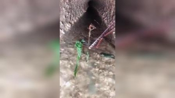 赶海实拍：逮到了一条海蛇，快跑啊