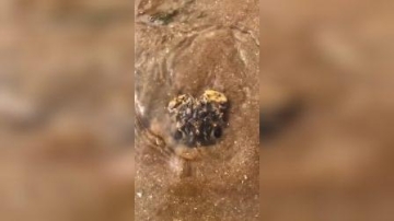 赶海实拍：这是啥玩意儿，见到人就躲