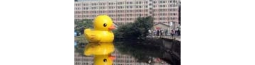 【拍客】香港正版大黄鸭现身长沙萌翻市民