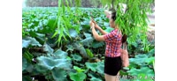 【拍客】荷塘月色 武汉东湖风景区游记