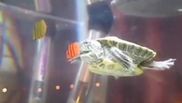 当在水缸上贴了小鱼的贴纸后，龟哥不淡定了