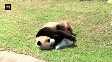 萌翻啦！龙凤胎熊猫与胞妹啃食发呆