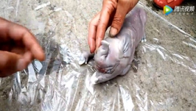 母猪产下“小象仔”