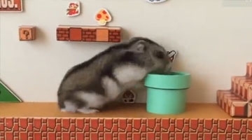 小仓鼠变身超级玛丽 一扭一扭钻进管道萌坏众人