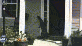 惊悚!鳄鱼拜访民宅起身敲门 路人:看起来很温顺