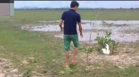 山村牛人展示捉鸟绝活，一只只白鸽主动上钩