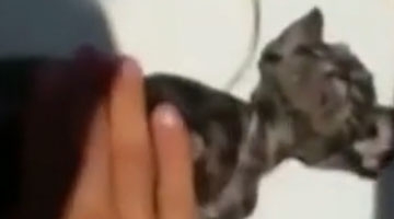 实拍意大利海警队给溺水小猫做人工呼吸 救回一命