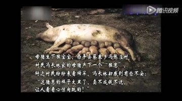 母猪生下8个小孩