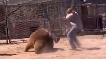 实拍男子豁出命与棕熊拍照 熊突然将其扑倒撕咬