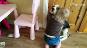 超可爱！萌宝安慰打破碗的小猎犬