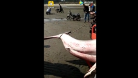 罕见！广东湛江渔民捕获鲨鱼 长约5米重一千多斤