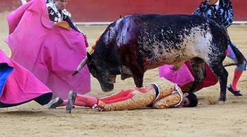 顶级斗牛士意外遭牛刺死 悲剧全程被电视直播
