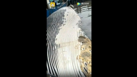 上海海域发现一死亡鲸鱼 鲸头缺失鱼鳍疑被锯