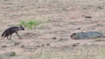 5只狮子以静制动偷袭鬣狗，不料却发生这样的事，网友：简直毁三观啊