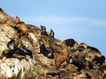 国外旅游 我在美国加州西海拍海鸟 海狮 海豹