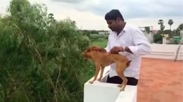 男子把流浪狗从楼顶摔下引众怒 被人悬赏万元人肉