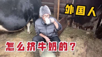 实拍挤牛奶的过程，俄罗斯妹子手法熟练，不一会挤了一大桶