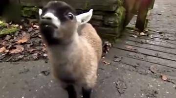 高萌！请来一打这样的小羊做朋友！