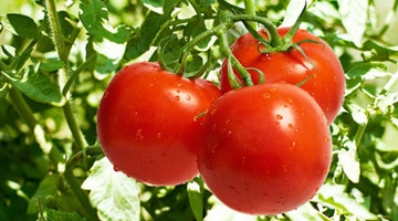 这样的西红柿千万别买