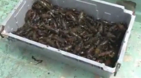 外来物种小龙虾入侵北海道 却被吃货搬上餐桌