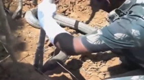 研究人员野外发现一条大尾巴，拉出来后让人惊呆了