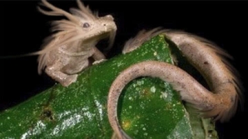 美国不信中国有龙，日本称：是真的，我们还偷了一条放在寺庙里